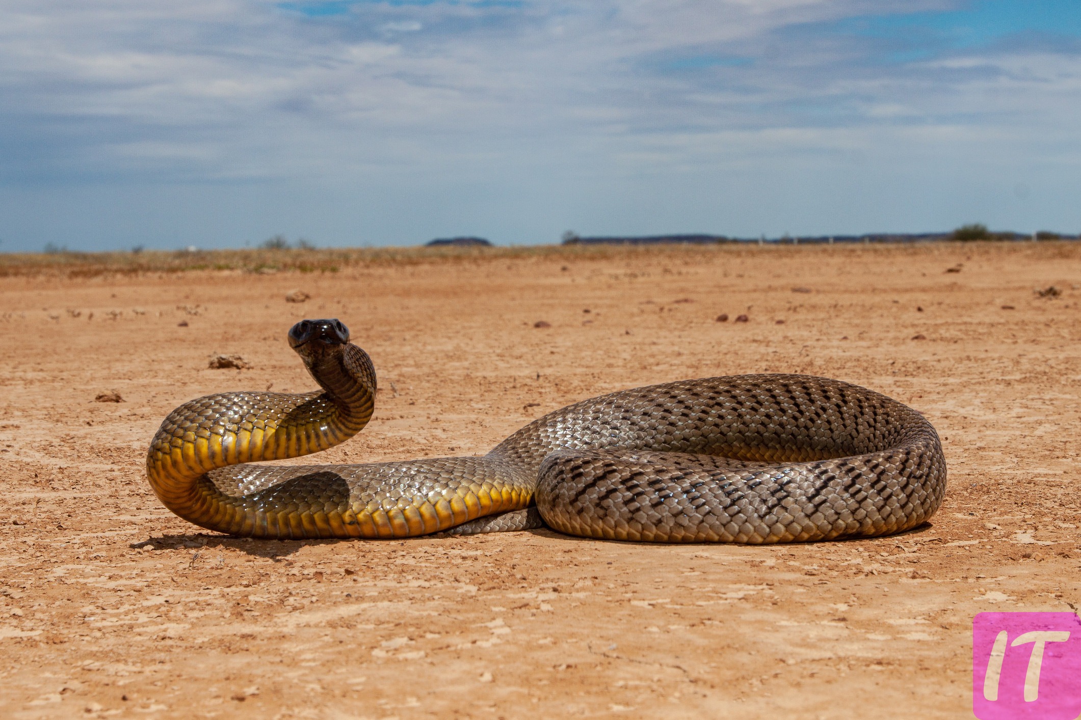 What Are The Deadliest Snakes In The World? And How Long Does Their Poison Kill A Person?