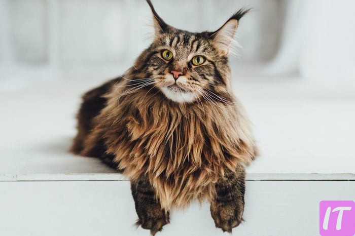 What Is The Most Expensive Cat Breed In The World? What Are Its Characteristics?