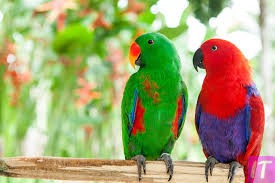 Where Do The Most Beautiful Parrots In The World Live?